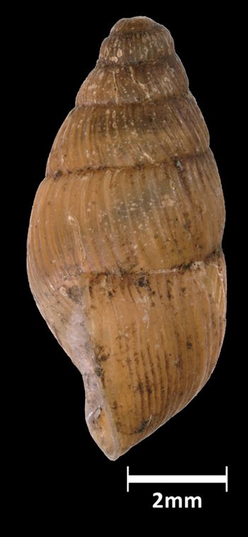 Media type: image;   Malacology 142993 Aspect: lateral